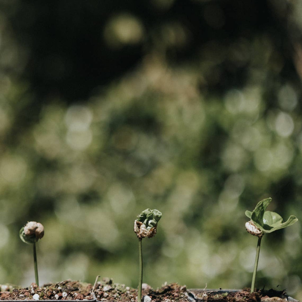 Moka Morettino - 4 tasses