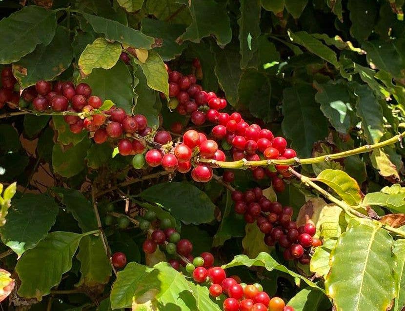 Moka Morettino - 2 tasses