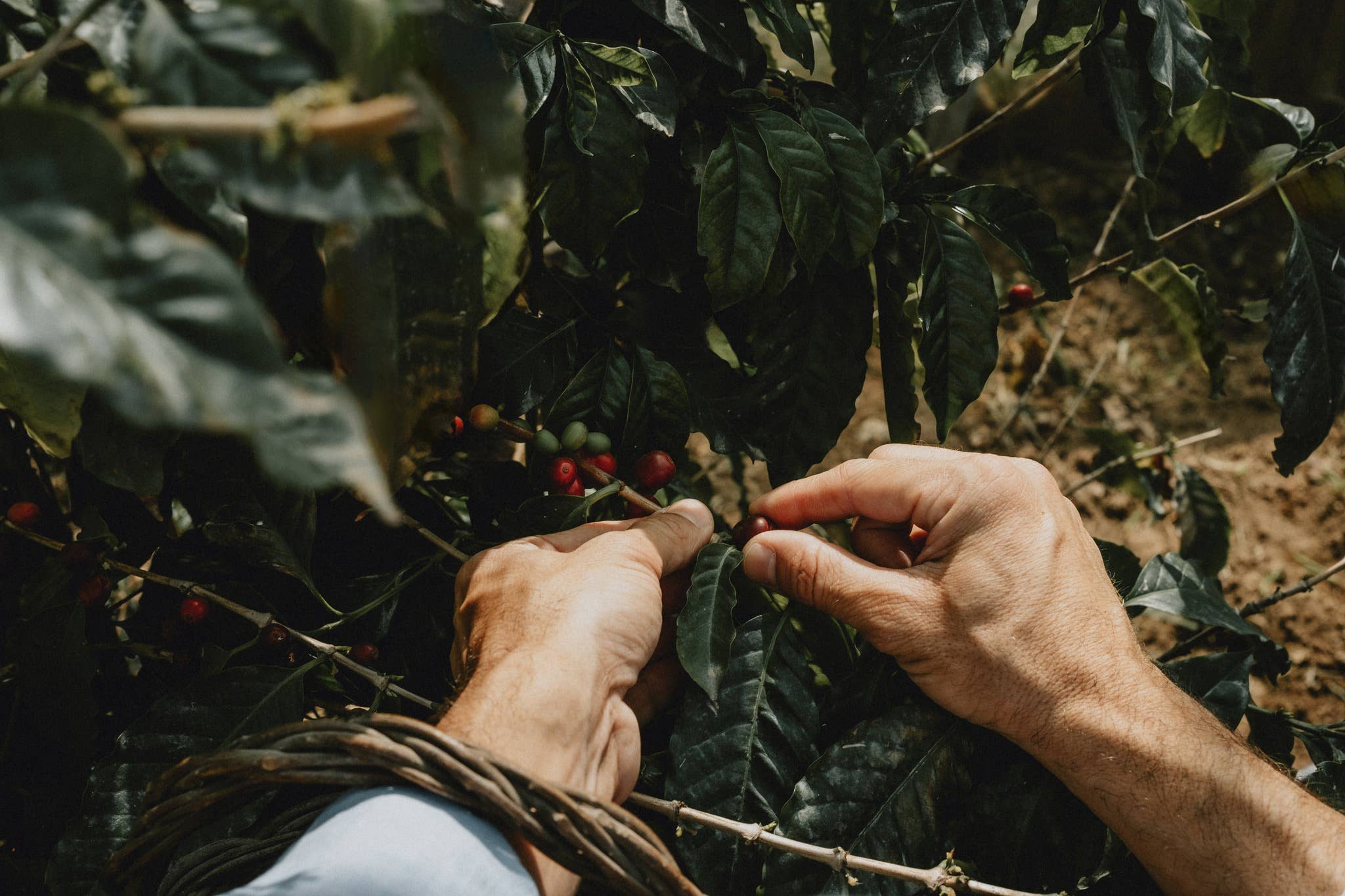 Moka Morettino - 4 tasses